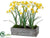 Narcissus - Yellow - Pack of 2