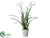 Narcissus - White - Pack of 2