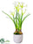 Narcissus - White - Pack of 1