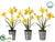 Narcissus - Yellow Gold - Pack of 6