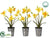 Narcissus - Yellow Gold - Pack of 6