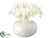 Narcissus - White - Pack of 12