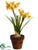 Narcissus - Yellow - Pack of 4