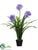 Agapanthus - Blue - Pack of 2