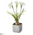 Narcissus With Bulb - White Yellow - Pack of 2