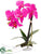 Silk Plants Direct Phalaenopsis Orchid - Orchid - Pack of 6