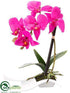 Silk Plants Direct Phalaenopsis Orchid - Orchid - Pack of 6