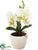 Silk Plants Direct Phalaenopsis Orchid - Green White - Pack of 12