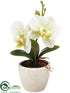 Silk Plants Direct Phalaenopsis Orchid - Green White - Pack of 12