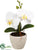 Silk Plants Direct Phalaenopsis Orchid - White - Pack of 12