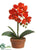 Phalaenopsis Orchid Plant - Flame - Pack of 4