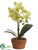 Phalaenopsis Orchid Plant - Green - Pack of 4