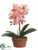 Phalaenopsis Orchid Plant - Orchid - Pack of 4
