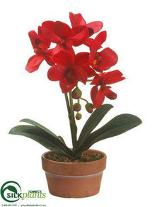 Phalaenopsis Orchid Plant - Red - Pack of 4