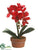 Phalaenopsis Orchid Plant - Red - Pack of 4