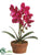 Phalaenopsis Orchid Plant - Violet - Pack of 4