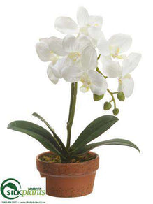 Phalaenopsis Orchid Plant - White - Pack of 4