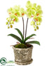 Silk Plants Direct Phalaenopsis Orchid - Green - Pack of 4