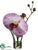Phalaenopsis Orchid - Lavender - Pack of 12