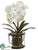 Phalaenopsis Orchid Plant - White - Pack of 4