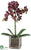 Phalaenopsis Orchid Plant - Eggplant - Pack of 4