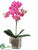 Phalaenopsis Orchid Plant - Orchid - Pack of 4