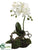 Phalaenopsis Orchid Plant - White - Pack of 4