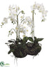 Silk Plants Direct Phalaenopsis Orchid Plant - White - Pack of 1