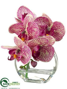 Phalaenopsis Orchid - Cerise Orchid - Pack of 4