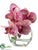 Phalaenopsis Orchid - Cerise Orchid - Pack of 4