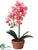 Phalaenopsis Orchid Plant - Pink Apricot - Pack of 4