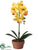 Phalaenopsis Orchid Plant - Yellow - Pack of 4