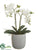 Phalaenopsis Orchid Plant - White - Pack of 1