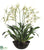 Brassia Orchid Plant - Green Two Tone - Pack of 1