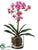 Phalaenopsis Orchid Plant - Cream Orchid - Pack of 4