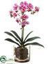 Silk Plants Direct Phalaenopsis Orchid Plant - Cream Orchid - Pack of 4