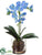 Phalaenopsis Orchid Plant - Delphinium - Pack of 4