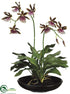 Silk Plants Direct Zygopetalum Orchid Plant - Green Purple - Pack of 1