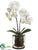 Phalaenopsis Orchid Plant - White - Pack of 1
