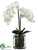 Phalaenopsis Orchid Plant - White - Pack of 1