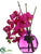 Phalaenopsis Orchid - Orchid - Pack of 4