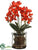 Phalaenopsis Orchid Plant - Flame - Pack of 1