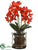 Phalaenopsis Orchid Plant - Flame - Pack of 1