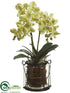 Silk Plants Direct Phalaenopsis Orchid Plant - Green - Pack of 1