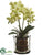 Phalaenopsis Orchid Plant - Green - Pack of 1