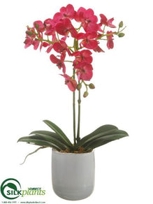 Phalaenopsis Orchid Plant - Fuchsia - Pack of 1