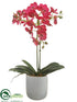 Silk Plants Direct Phalaenopsis Orchid Plant - Fuchsia - Pack of 1