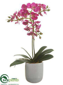 Phalaenopsis Orchid Plant - Orchid - Pack of 1
