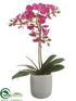 Silk Plants Direct Phalaenopsis Orchid Plant - Orchid - Pack of 1
