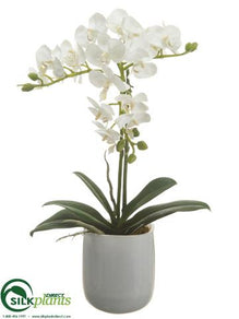 Phalaenopsis Orchid Plant - White - Pack of 1